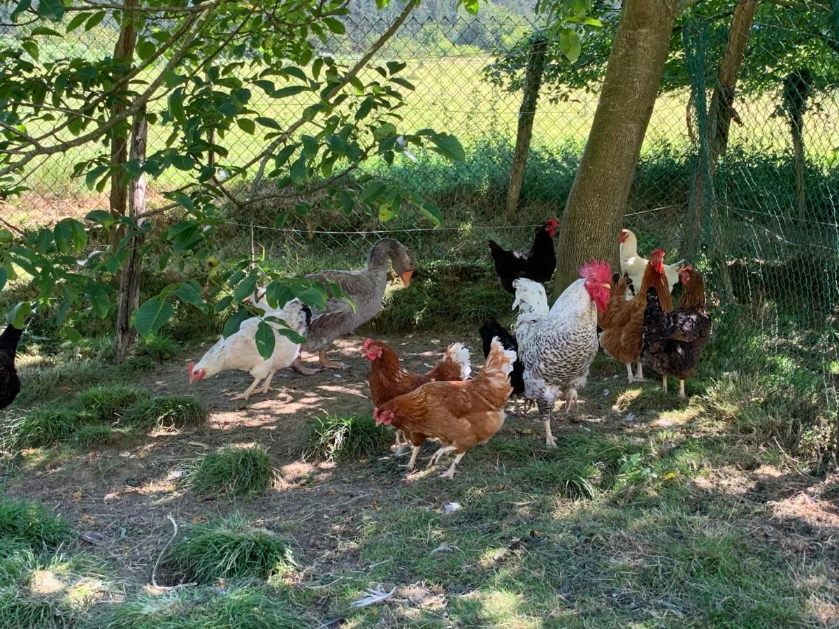 Agroturismo Urresti Gautegiz Arteaga Dış mekan fotoğraf